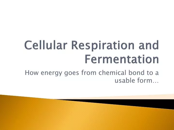 cellular respiration and fermentation