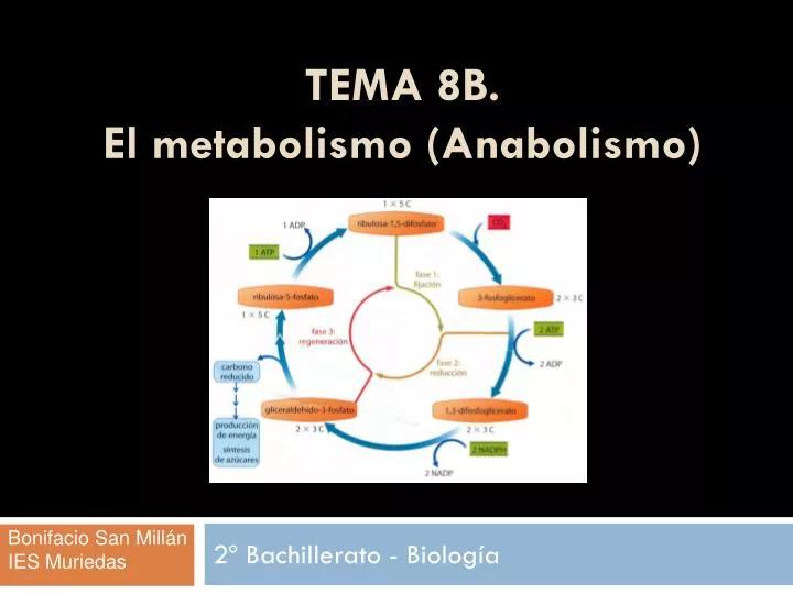 tema 8b el metabolismo anabolismo
