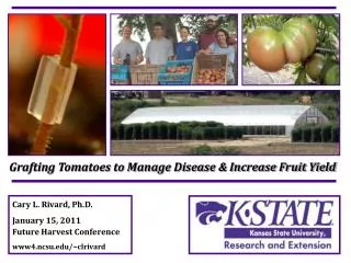 Grafting Tomatoes to Manage Disease &amp; Increase Fruit Yield
