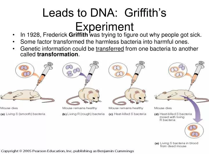 leads to dna griffith s experiment