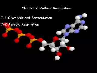 Chapter 7: Cellular Respiration