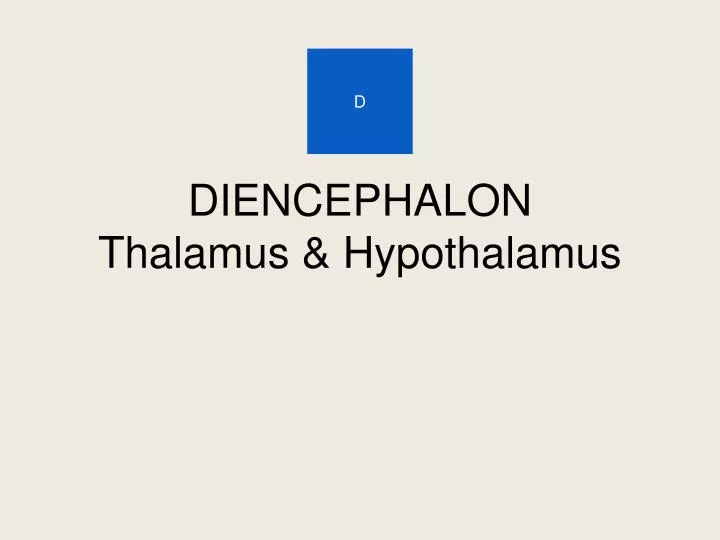 diencephalon thalamus hypothalamus