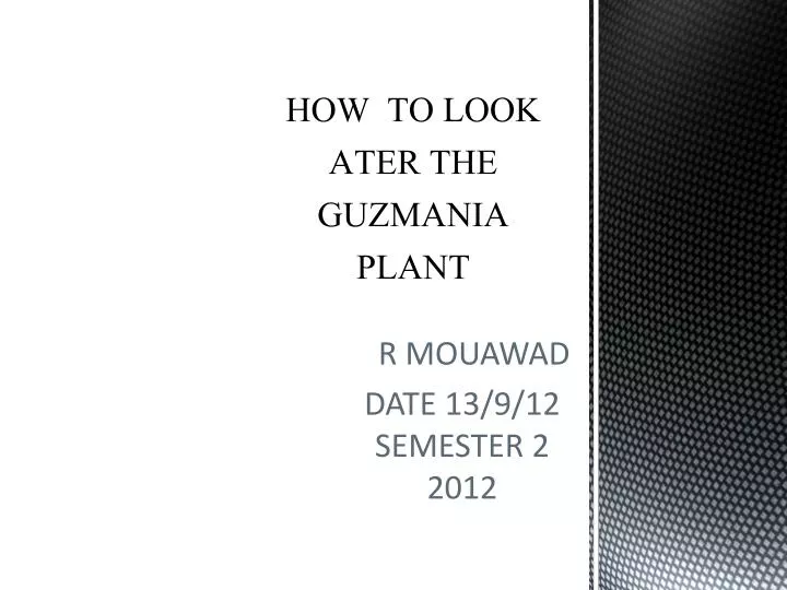 how to look ater the guzmania plant