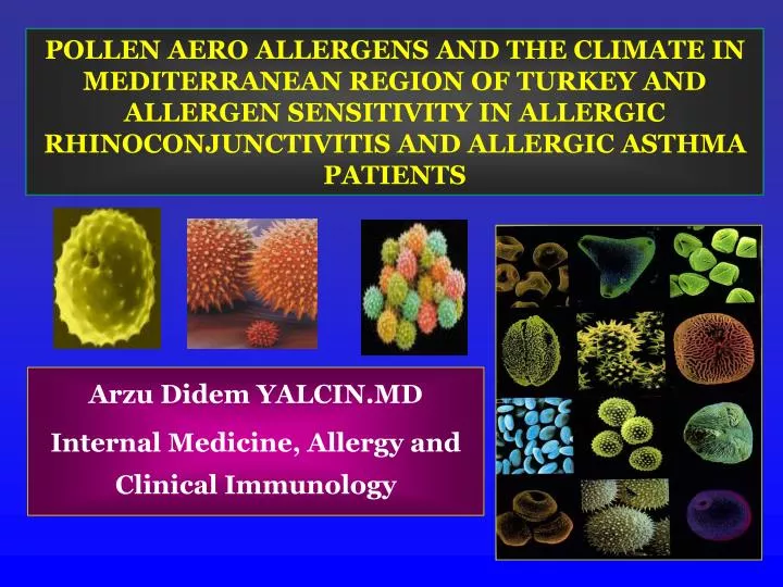 arzu didem yalcin md internal medicine allergy and clinical immunology