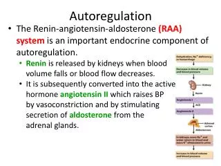 Autoregulation