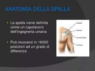 anatomia della spalla