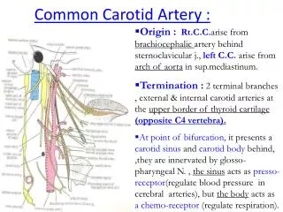 Common Carotid Artery :