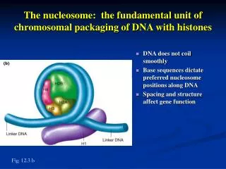 The nucleosome: the fundamental unit of chromosomal packaging of DNA with histones