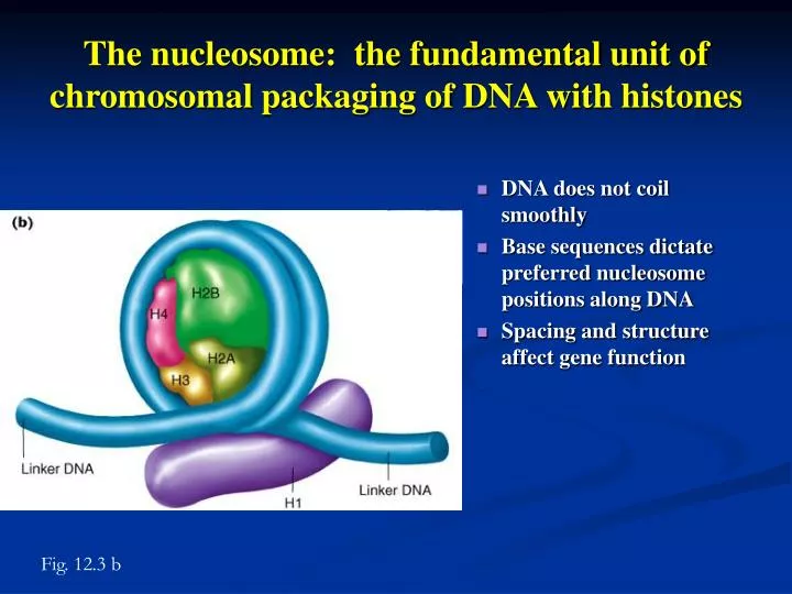 the nucleosome the fundamental unit of chromosomal packaging of dna with histones