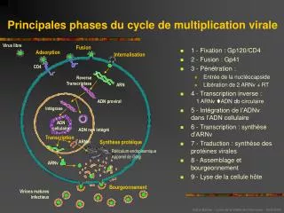 principales phases du cycle de multiplication virale