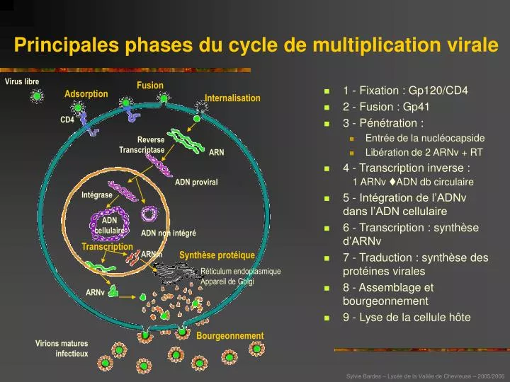 principales phases du cycle de multiplication virale