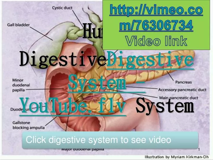 human digestive digestive system youtube flv system