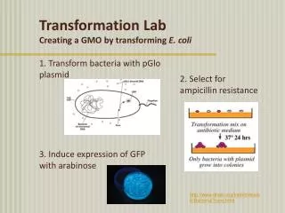 1. Transform bacteria with pGlo plasmid 3. Induce expression of GFP with arabinose