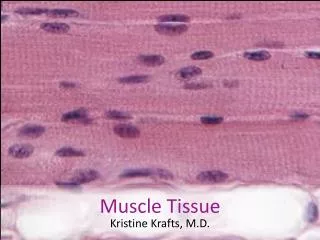 Muscle Tissue