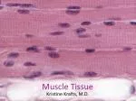 Muscle Tissue - slide 1