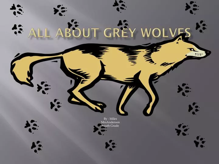 all about grey wolves