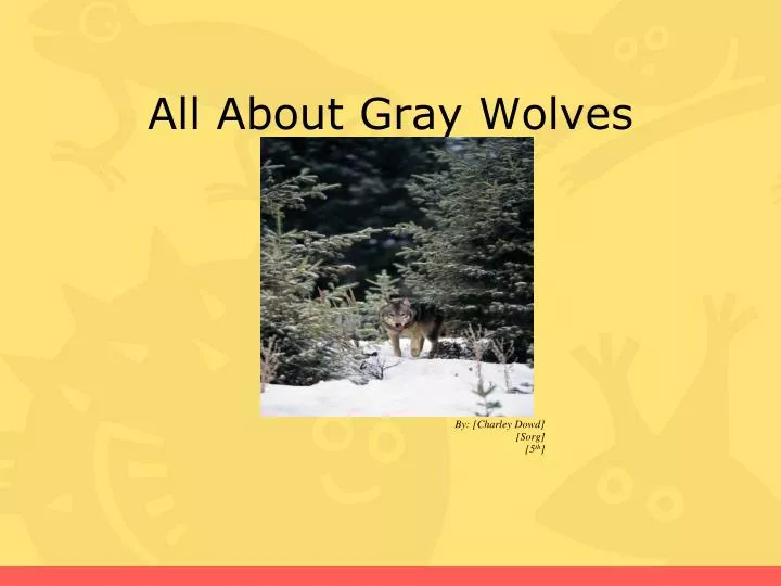 all about gray wolves