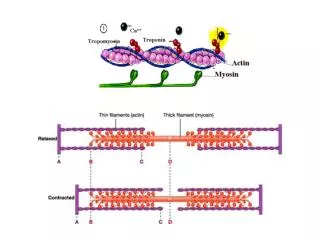 Globular Proteins Hemoglobin &amp; Myoglobin