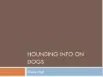 Hounding Info on Dogs