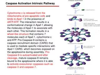 Caspase Activation Intrinsic Pathway