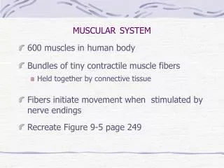 MUSCULAR SYSTEM