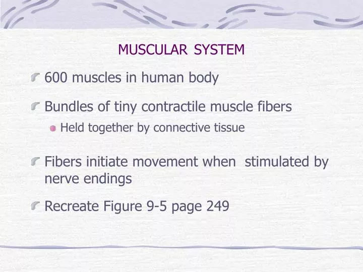 muscular system