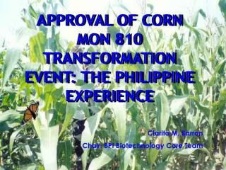 APPROVAL OF CORN MON 810 TRANSFORMATION EVENT: THE PHILIPPINE EXPERIENCE