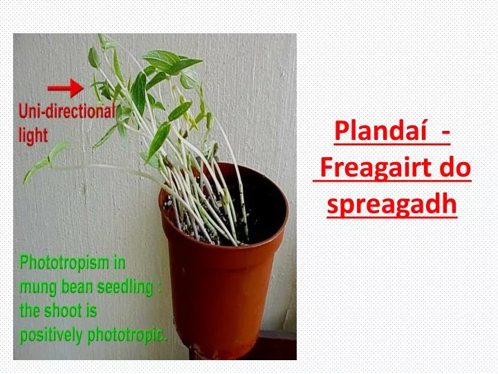 planda freagairt do spreagadh