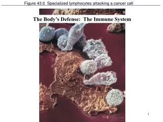 Figure 43.0 Specialized lymphocytes attacking a cancer cell