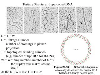 Tertiary Structure: Supercoiled DNA