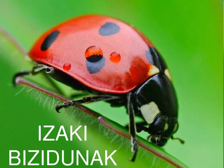 izaki bizidunak