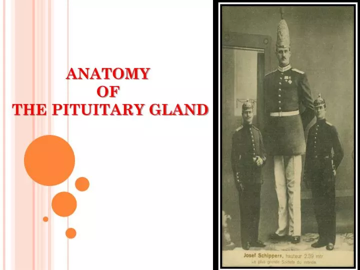 anatomy of the pituitary gland