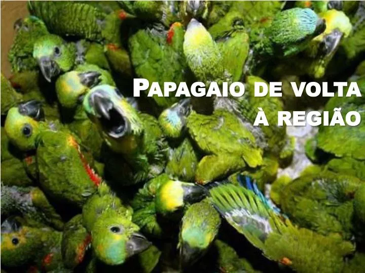 papagaio de volta regi o