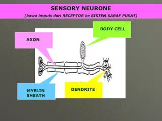 SENSORY NEURONE (bawa impuls dari RECEPTOR ke SISTEM SARAF PUSAT)