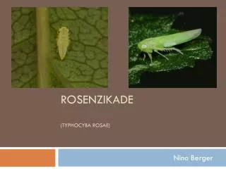 rosenzikade typhocyba rosae