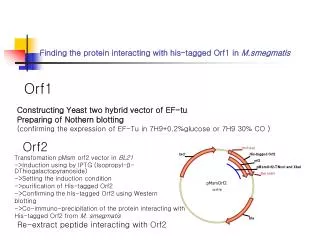 Finding the protein interacting with his-tagged Orf1 in M.smegmatis