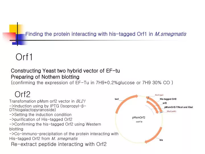 finding the protein interacting with his tagged orf1 in m smegmatis
