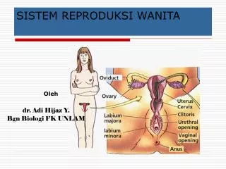 sistem reproduksi wanita