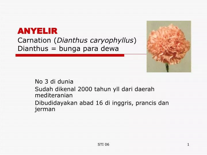 anyelir carnation dianthus caryophyllus dianthus bunga para dewa