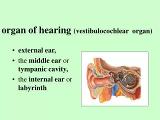 organ of hearing (vestibulocochlear organ)