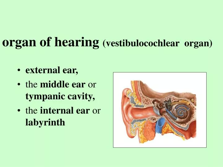 organ of hearing vestibulocochlear organ
