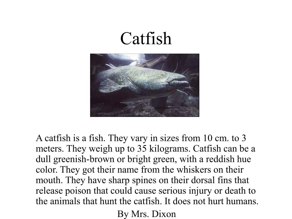 PPT - Catfish PowerPoint Presentation, free download - ID:3846109