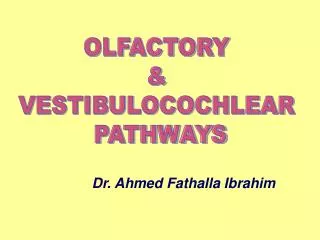 OLFACTORY &amp; VESTIBULOCOCHLEAR PATHWAYS