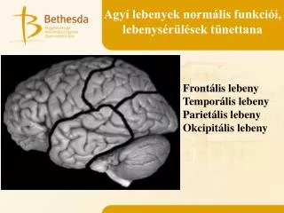 agyi lebenyek norm lis funkci i lebenys r l sek t nettana