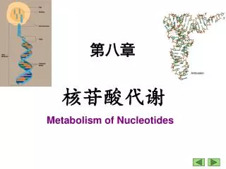 Metabolism of Nucleotides