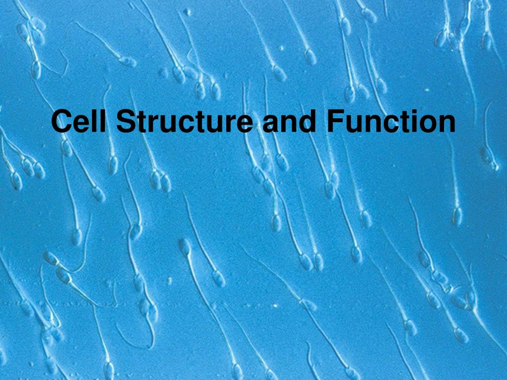 PPT - Cell Structure and Function PowerPoint Presentation, free ...