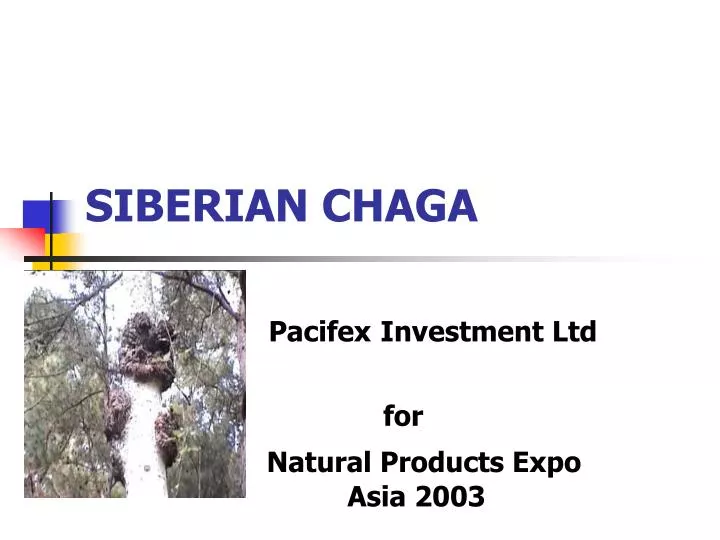 siberian chaga