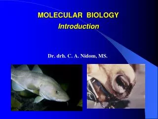 MOLECULAR BIOLOGY Introduction