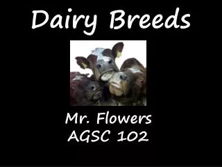 Dairy Breeds