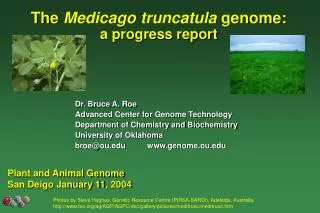 The Medicago truncatula genome: a progress report